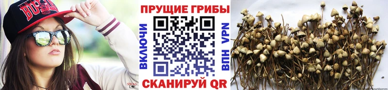 Галлюциногенные грибы Cubensis  Гусиноозёрск 